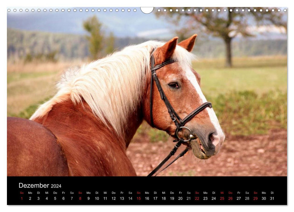 Horses - powerful, proud &amp; beautiful (CALVENDO wall calendar 2024) 