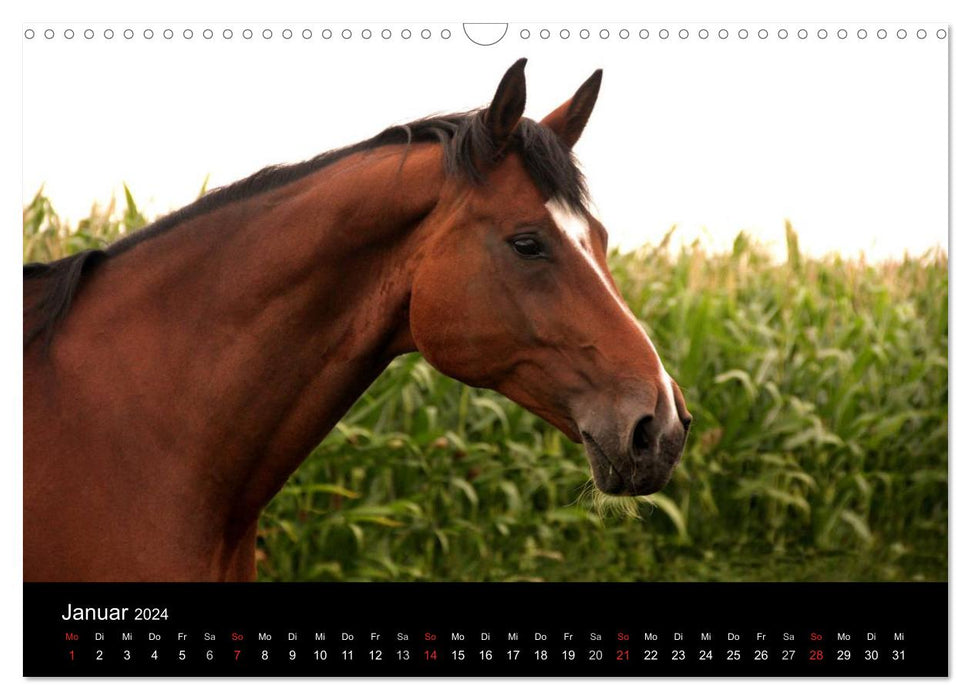 Horses - powerful, proud &amp; beautiful (CALVENDO wall calendar 2024) 