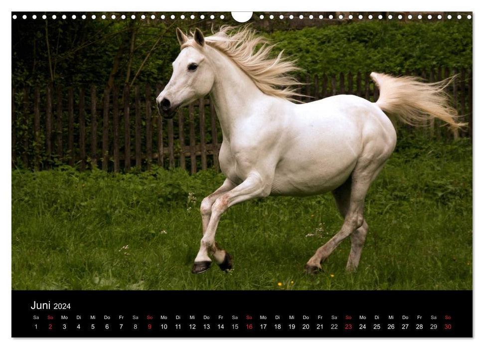 Horses - powerful, proud &amp; beautiful (CALVENDO wall calendar 2024) 