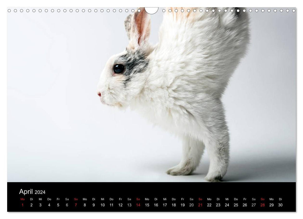 Animals 2024 (CALVENDO wall calendar 2024) 