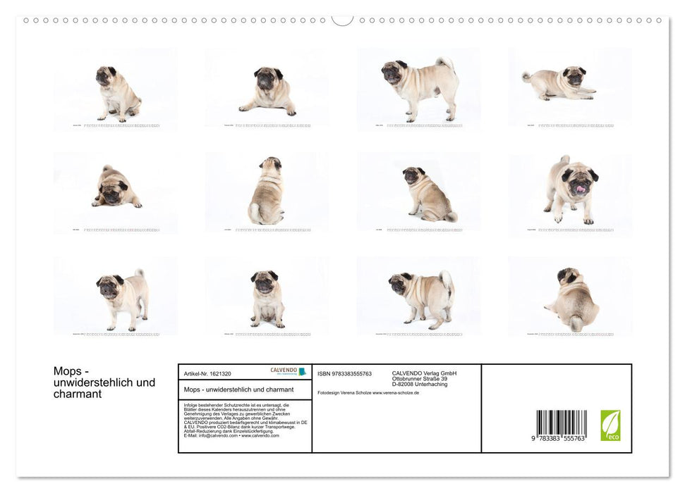 Pug - irresistible and charming (CALVENDO Premium Wall Calendar 2024) 