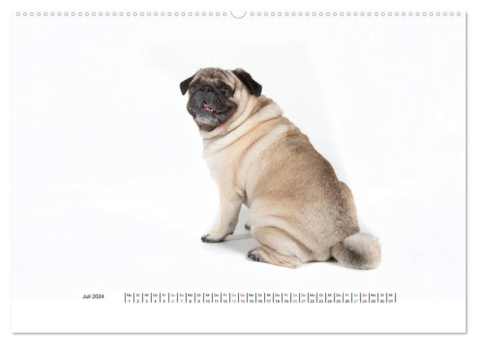 Pug - irresistible and charming (CALVENDO Premium Wall Calendar 2024) 