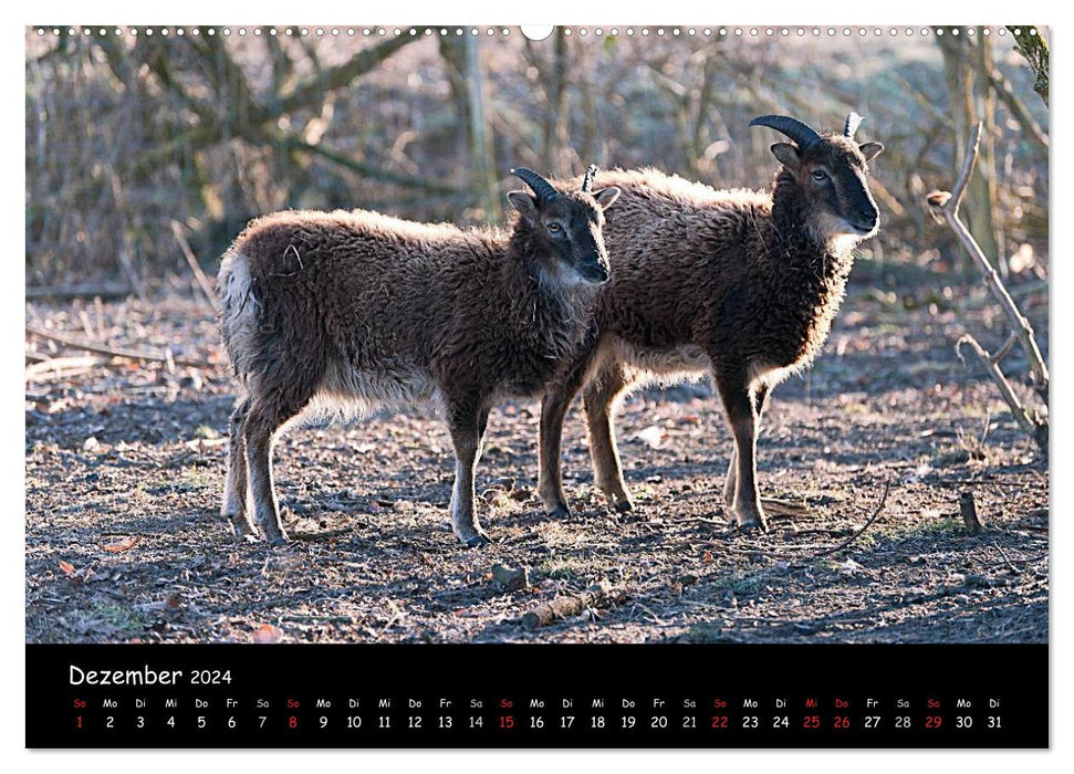 Schafe und Lämmer (CALVENDO Wandkalender 2024)