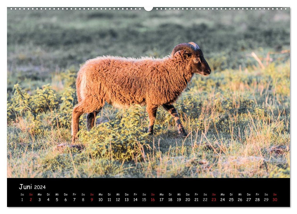 Sheep and lambs (CALVENDO wall calendar 2024) 