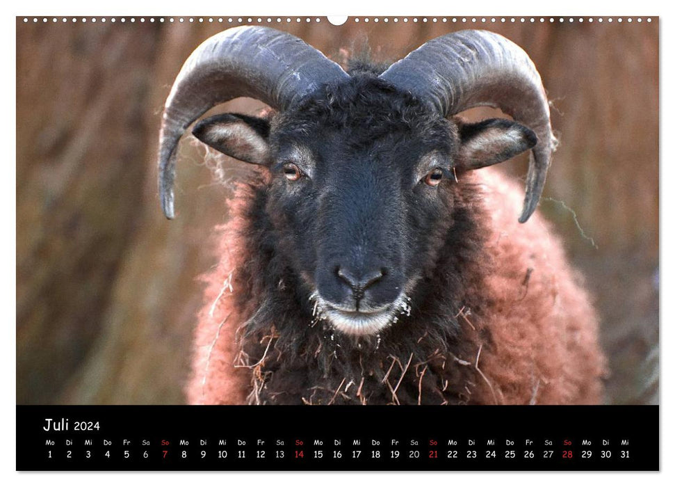 Sheep and lambs (CALVENDO wall calendar 2024) 