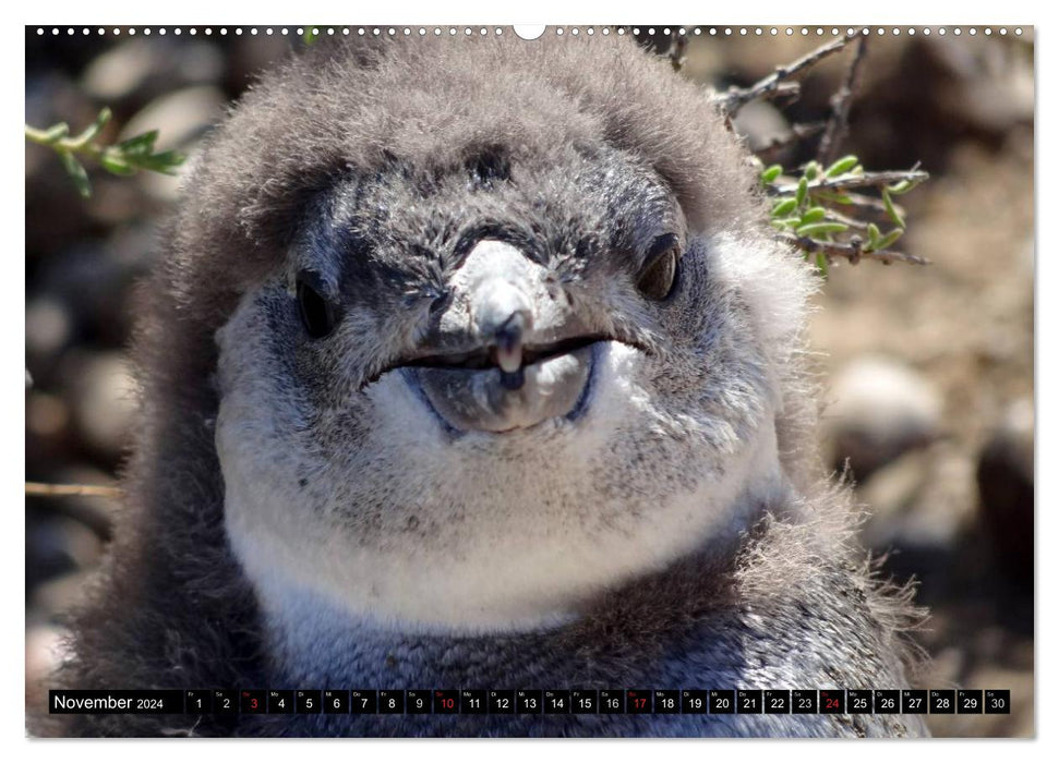 Magellan-Pinguine (CALVENDO Premium Wandkalender 2024)