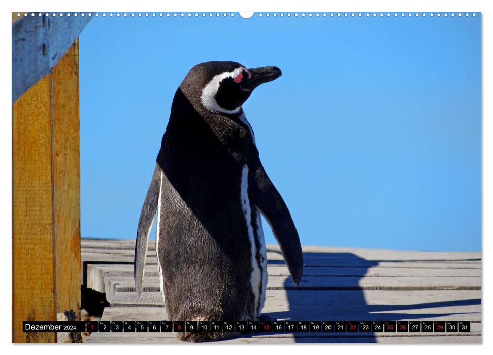 Magellanic Penguins (CALVENDO Premium Wall Calendar 2024) 