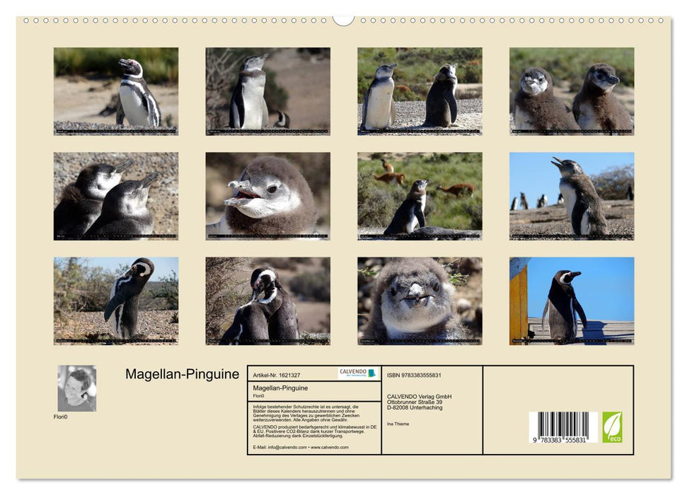 Magellan-Pinguine (CALVENDO Premium Wandkalender 2024)