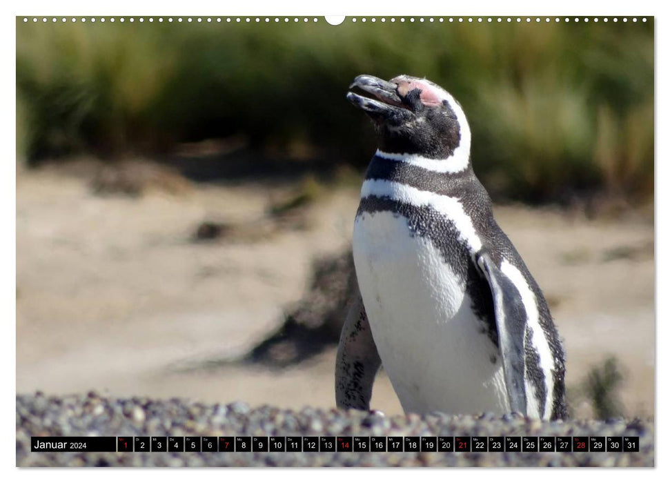 Magellanic Penguins (CALVENDO Premium Wall Calendar 2024) 