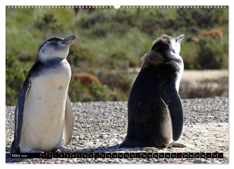 Magellanic Penguins (CALVENDO Premium Wall Calendar 2024) 