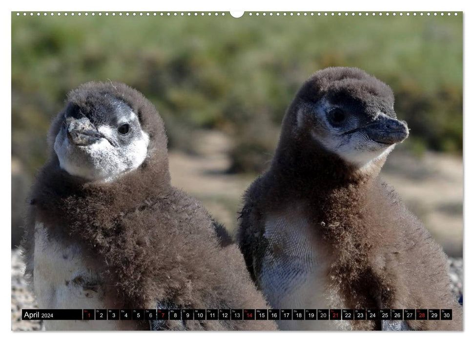 Magellanic Penguins (CALVENDO Premium Wall Calendar 2024) 