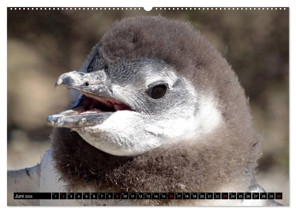 Magellanic Penguins (CALVENDO Premium Wall Calendar 2024) 