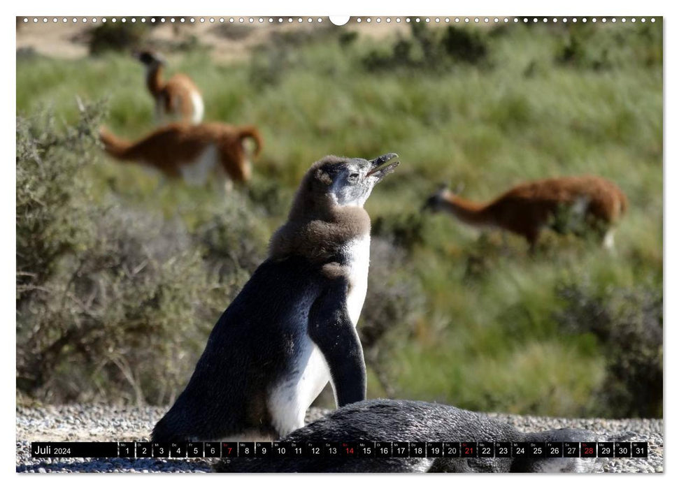 Magellanic Penguins (CALVENDO Premium Wall Calendar 2024) 