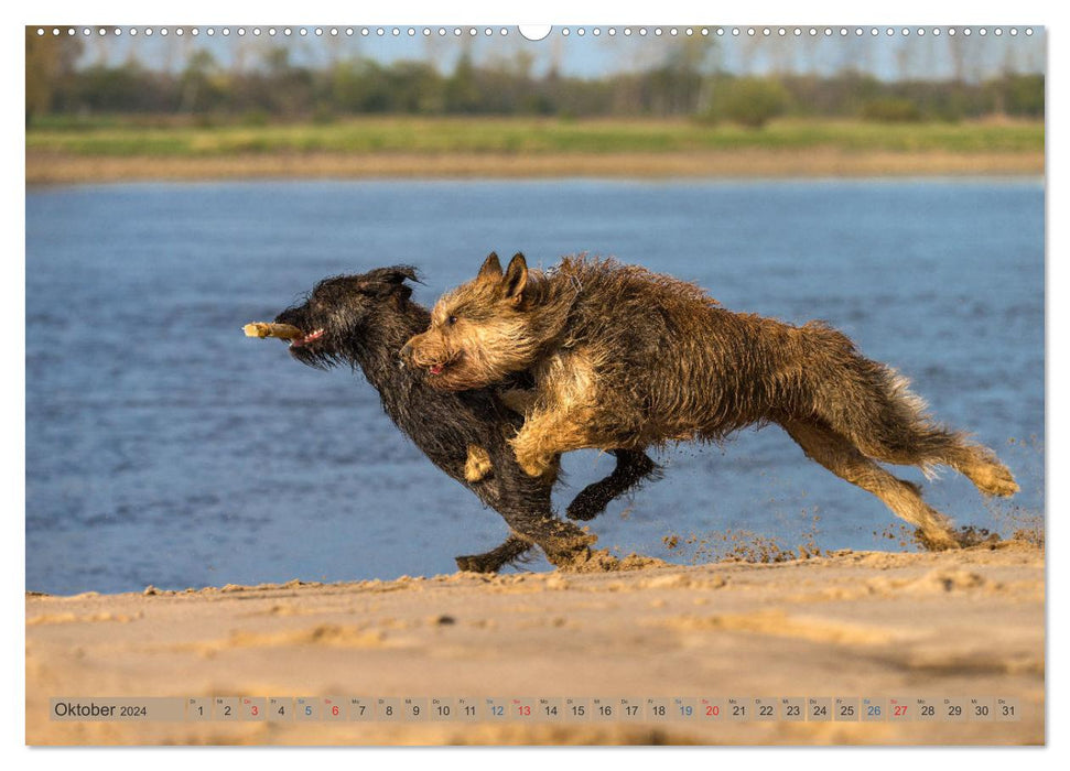 POWER DOGS 2024 (CALVENDO Premium Wall Calendar 2024) 