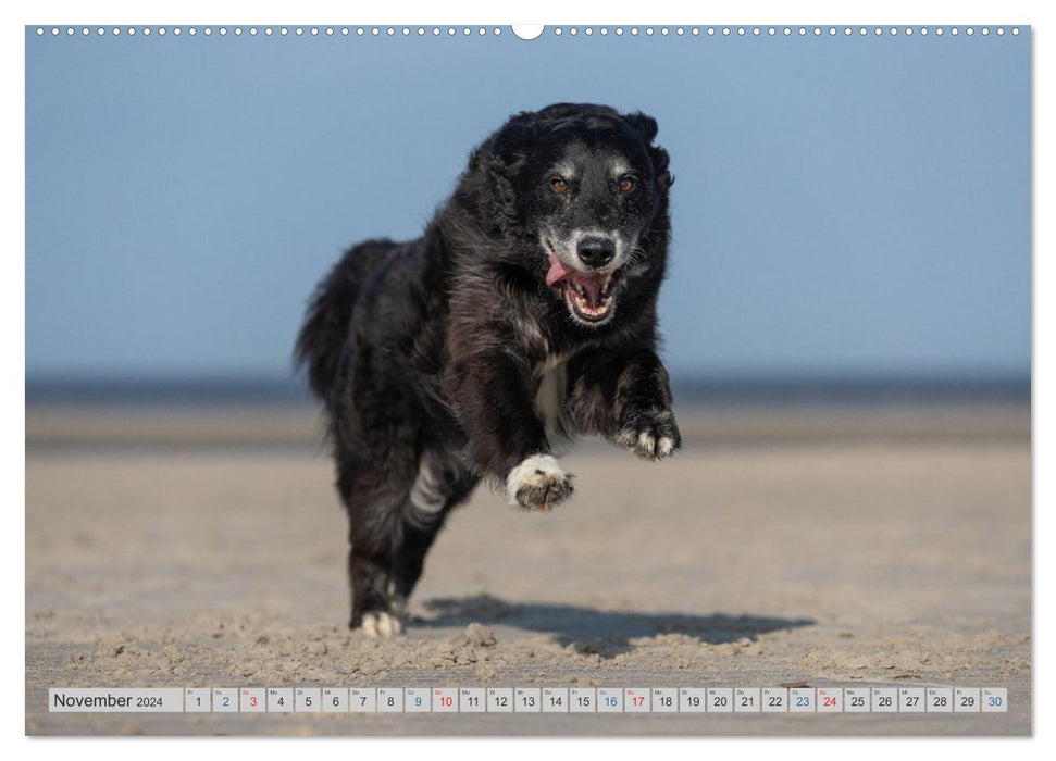 POWERHUNDE 2024 (CALVENDO Premium Wandkalender 2024)