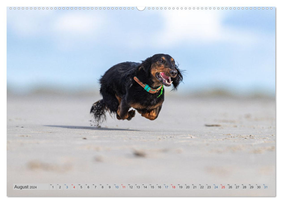 POWER DOGS 2024 (CALVENDO Premium Wall Calendar 2024) 