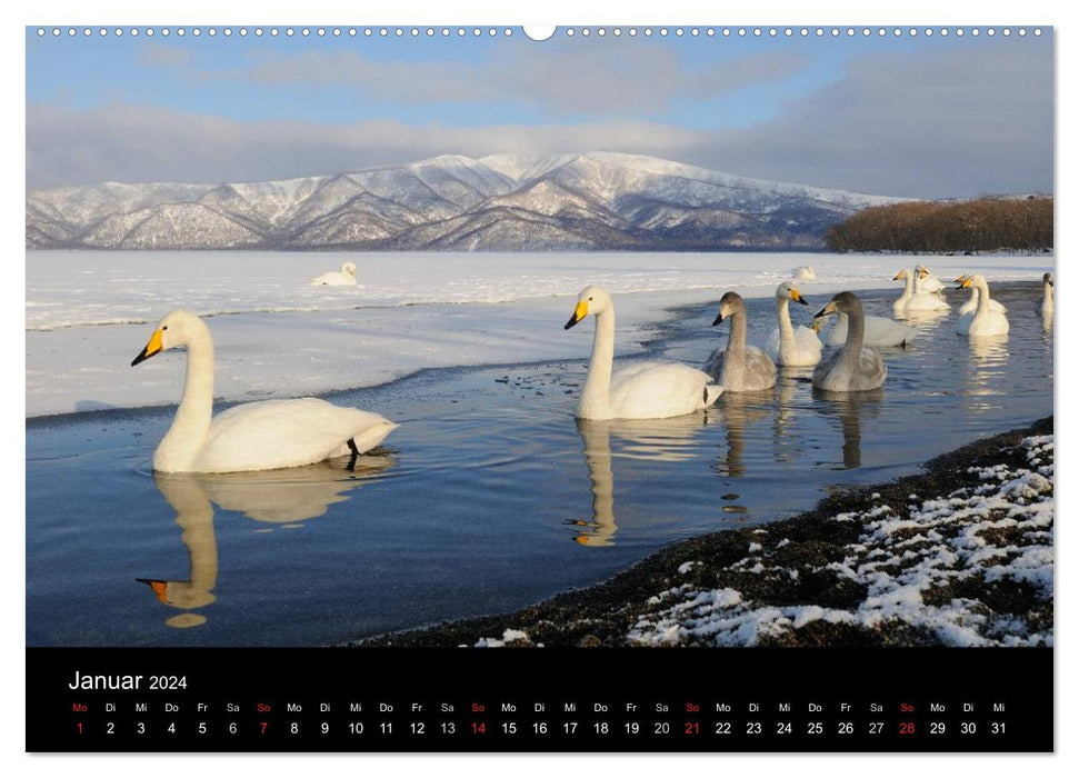 Vögel & Landschaften (CALVENDO Premium Wandkalender 2024)