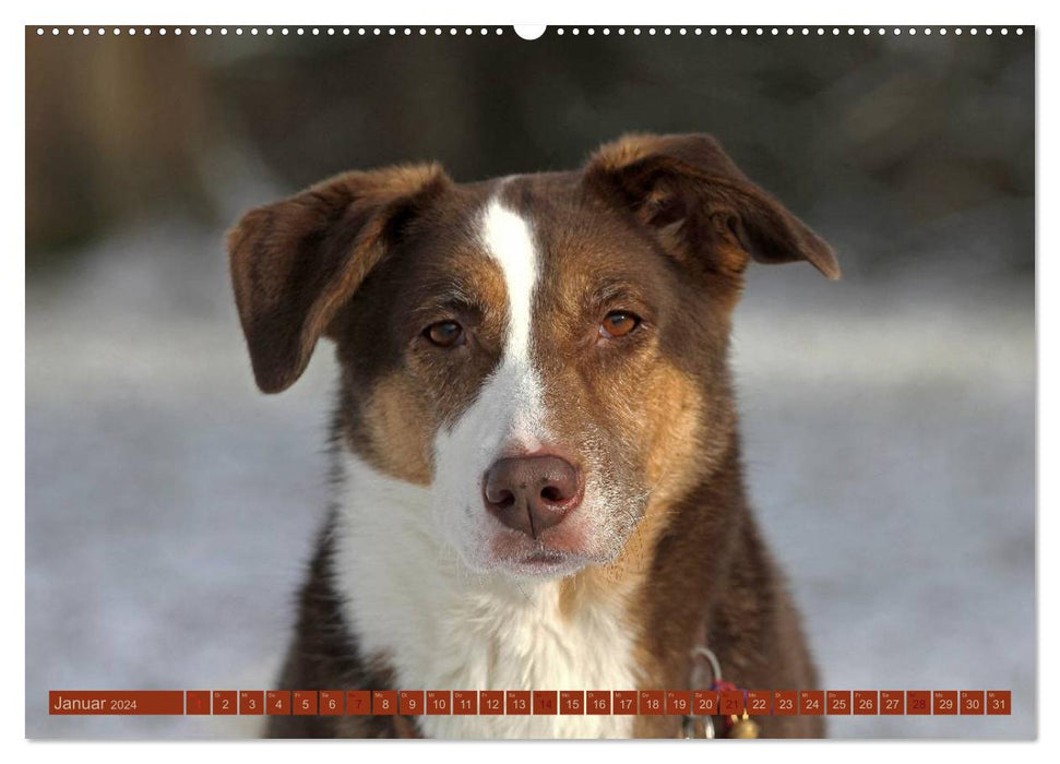Faszination Hund (CALVENDO Premium Wandkalender 2024)
