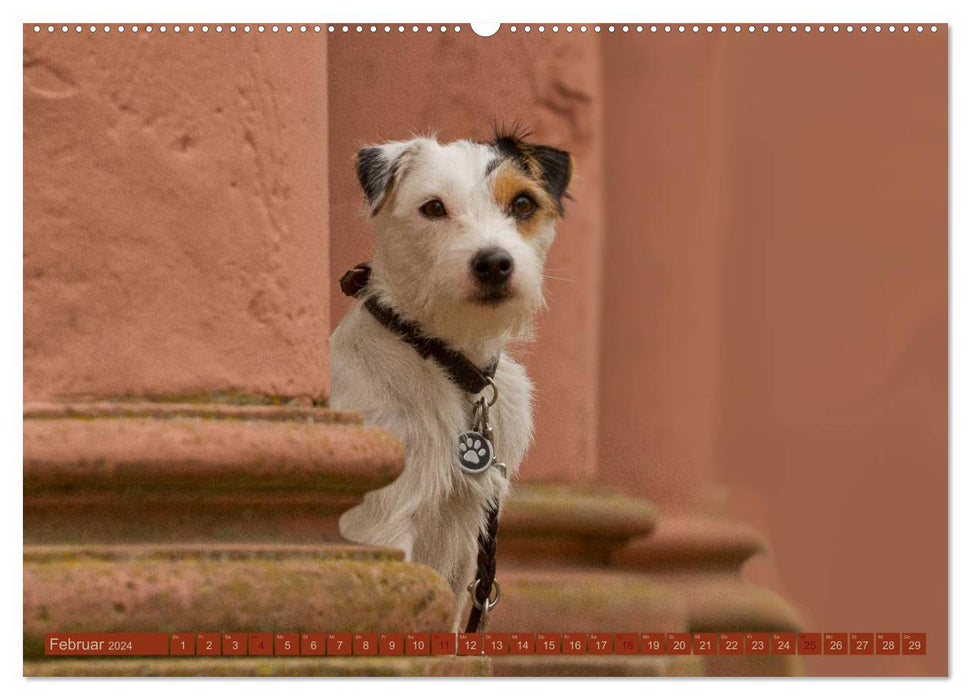 Fascination with dogs (CALVENDO Premium Wall Calendar 2024) 