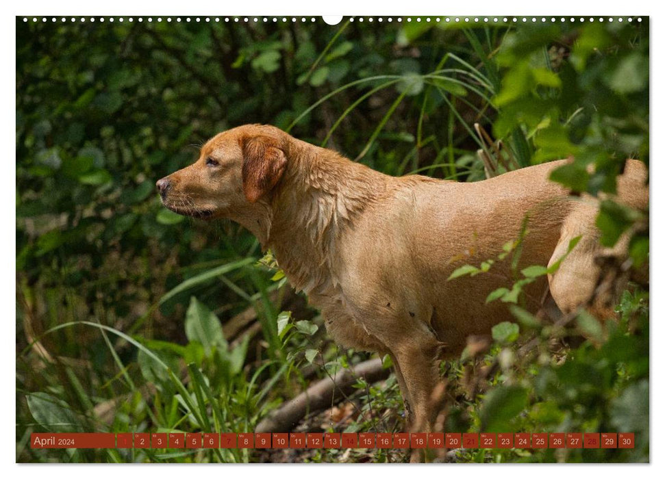 Fascination with dogs (CALVENDO Premium Wall Calendar 2024) 