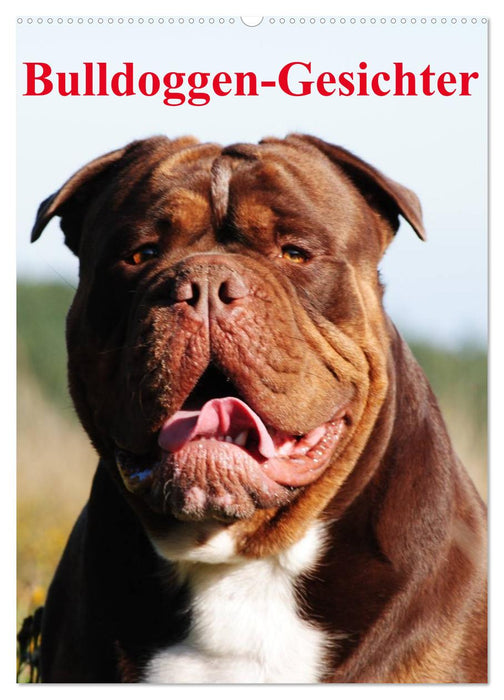 Bulldog faces (CALVENDO wall calendar 2024) 