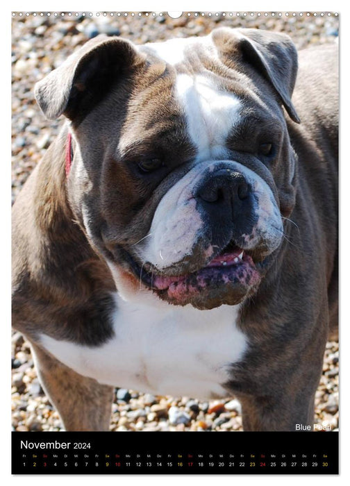 Bulldoggen-Gesichter (CALVENDO Wandkalender 2024)