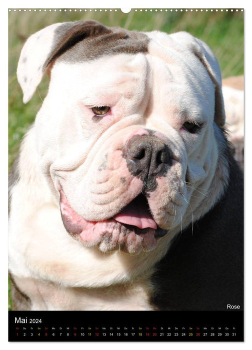 Bulldog faces (CALVENDO wall calendar 2024) 