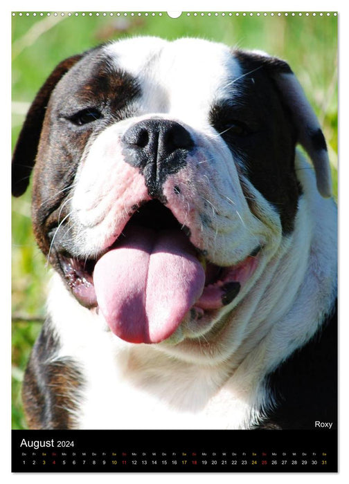 Bulldog faces (CALVENDO wall calendar 2024) 