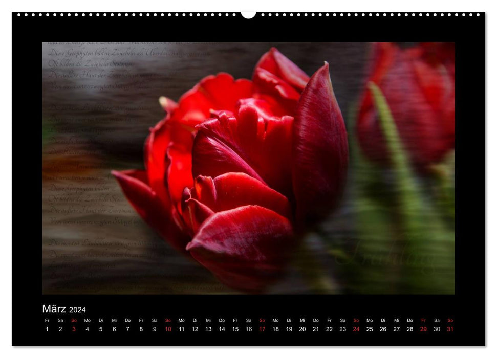 Red (CALVENDO Premium Wall Calendar 2024) 