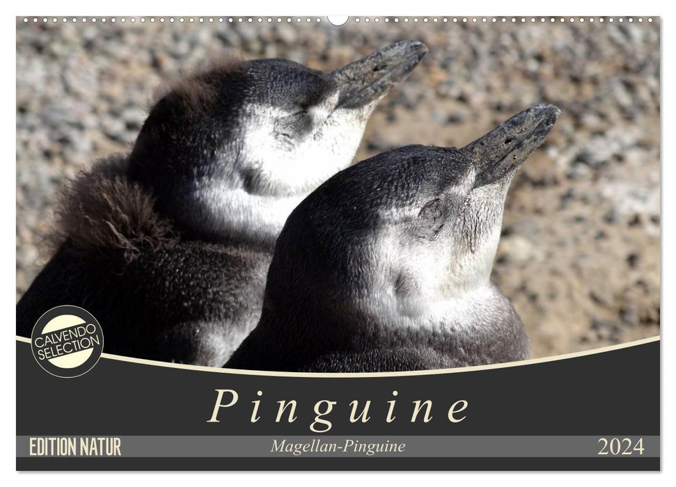 Magellan-Pinguine (CALVENDO Wandkalender 2024)