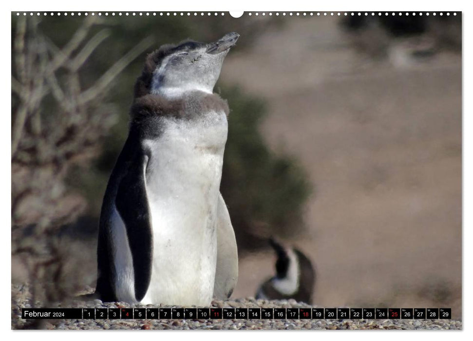 Magellanic penguins (CALVENDO wall calendar 2024) 