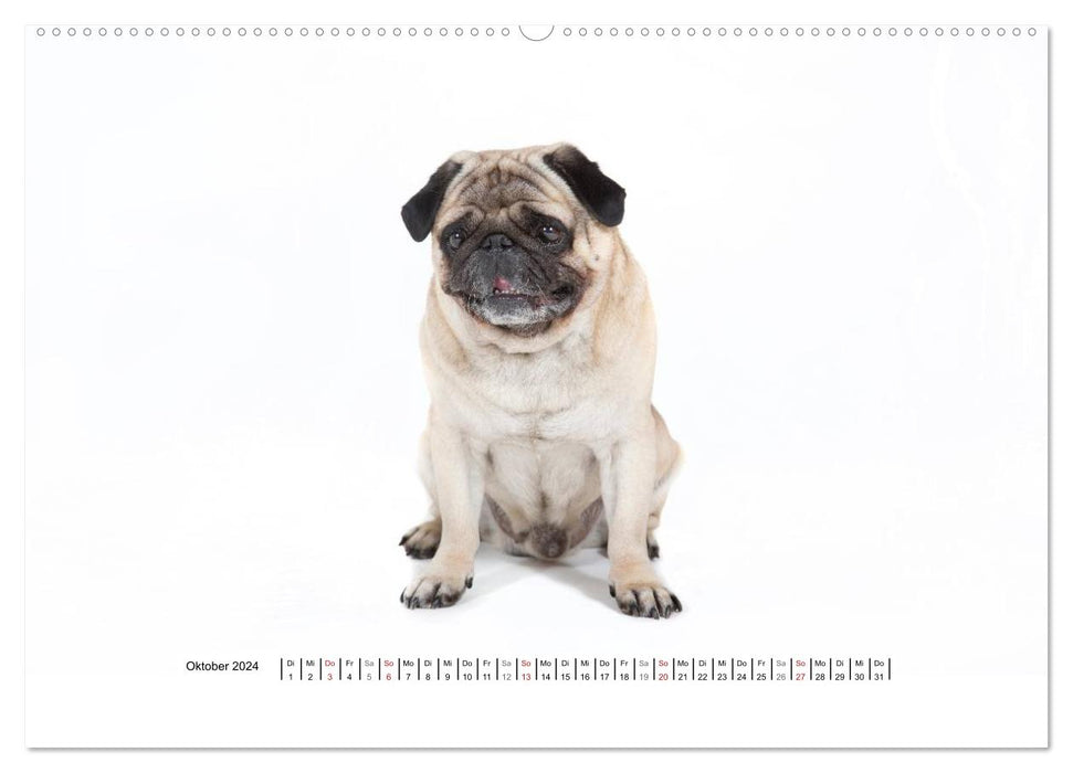 Pug - irresistible and charming (CALVENDO wall calendar 2024) 