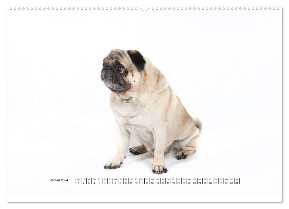 Pug - irresistible and charming (CALVENDO wall calendar 2024) 