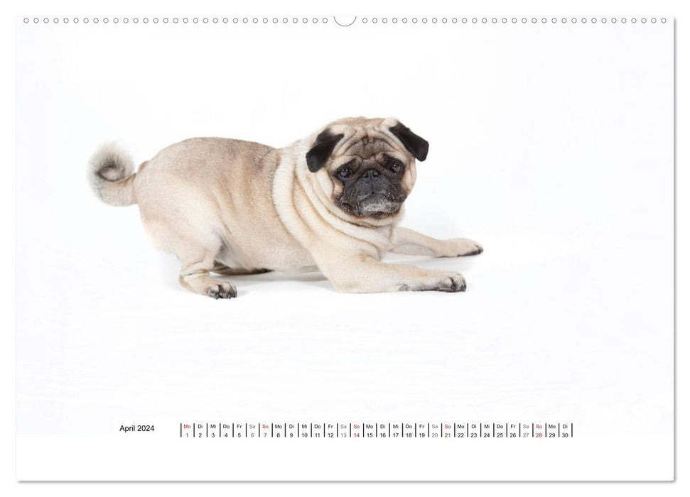 Pug - irresistible and charming (CALVENDO wall calendar 2024) 