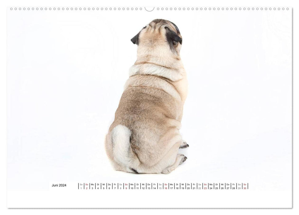 Pug - irresistible and charming (CALVENDO wall calendar 2024) 