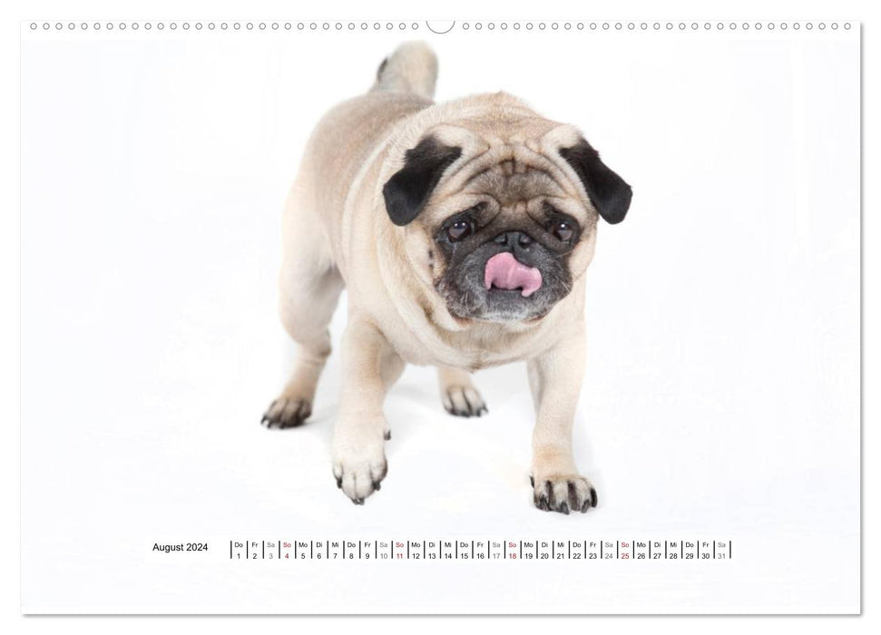 Pug - irresistible and charming (CALVENDO wall calendar 2024) 