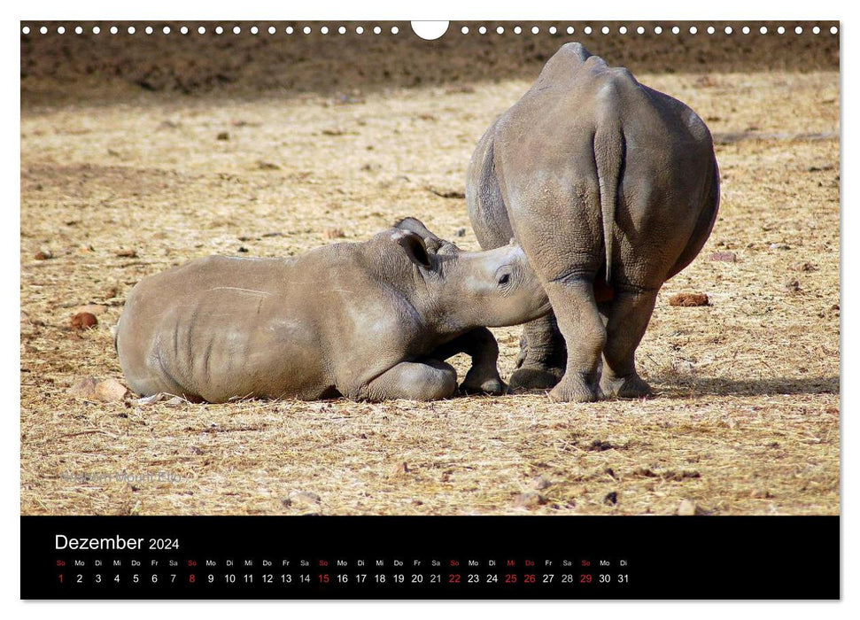 Namibia und Südliches Afrika - Tiere und Landschaften (CALVENDO Wandkalender 2024)