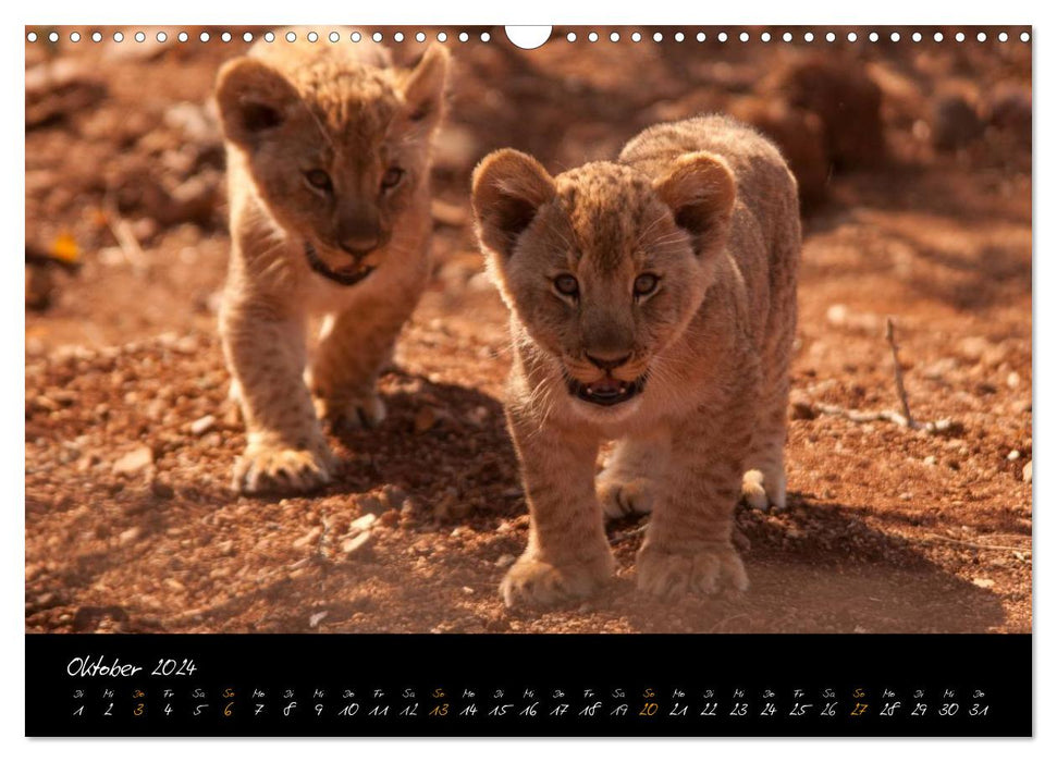 Wild lions (CALVENDO wall calendar 2024) 