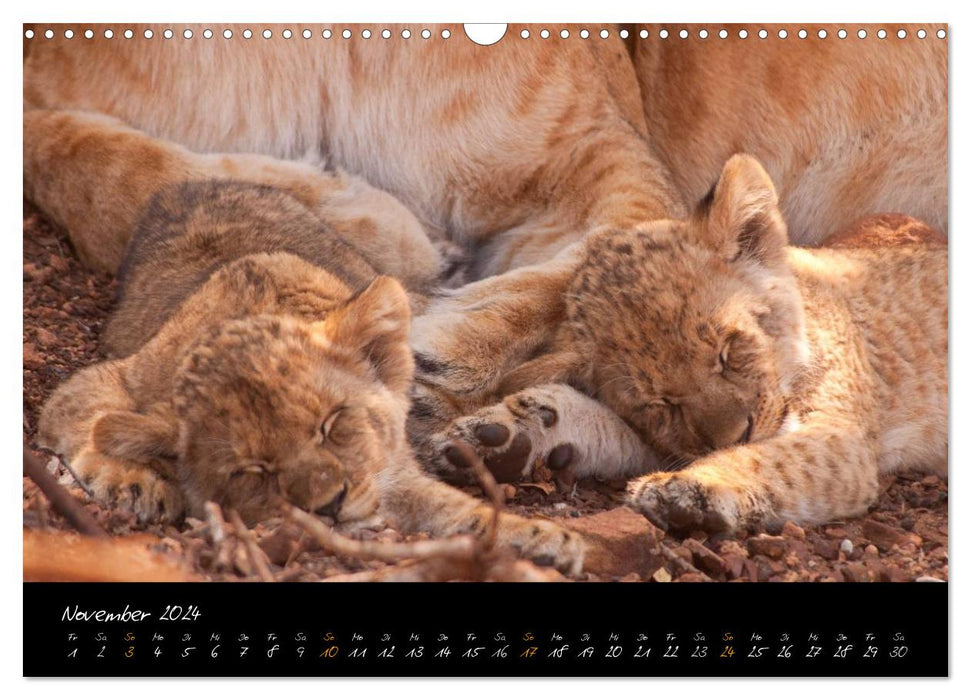 Wild lions (CALVENDO wall calendar 2024) 