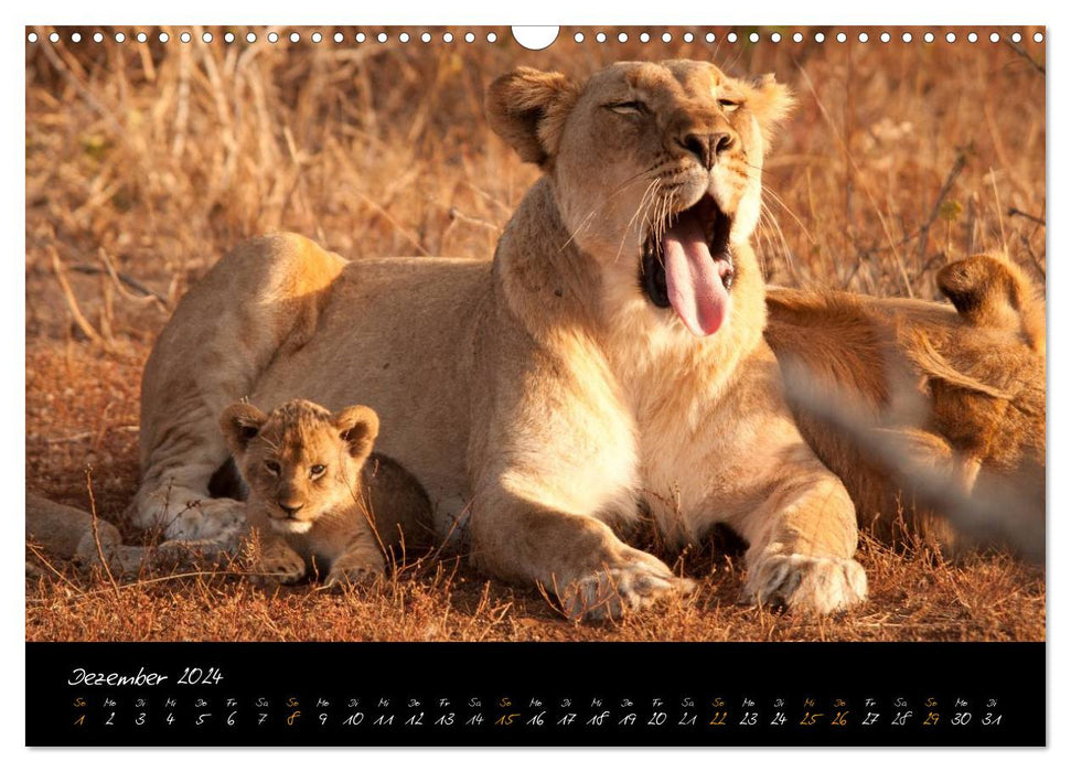 Wild lions (CALVENDO wall calendar 2024) 