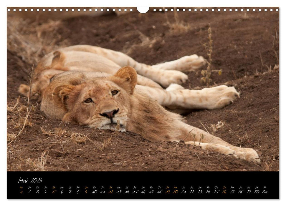 Wilde Löwen (CALVENDO Wandkalender 2024)