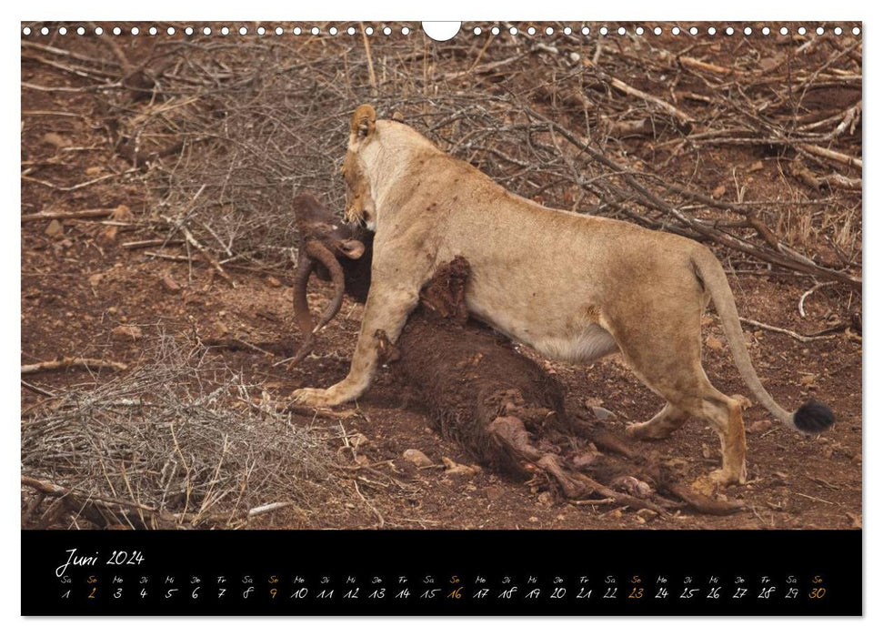 Wilde Löwen (CALVENDO Wandkalender 2024)