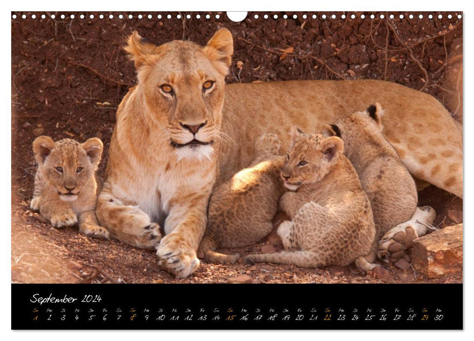 Wild lions (CALVENDO wall calendar 2024) 