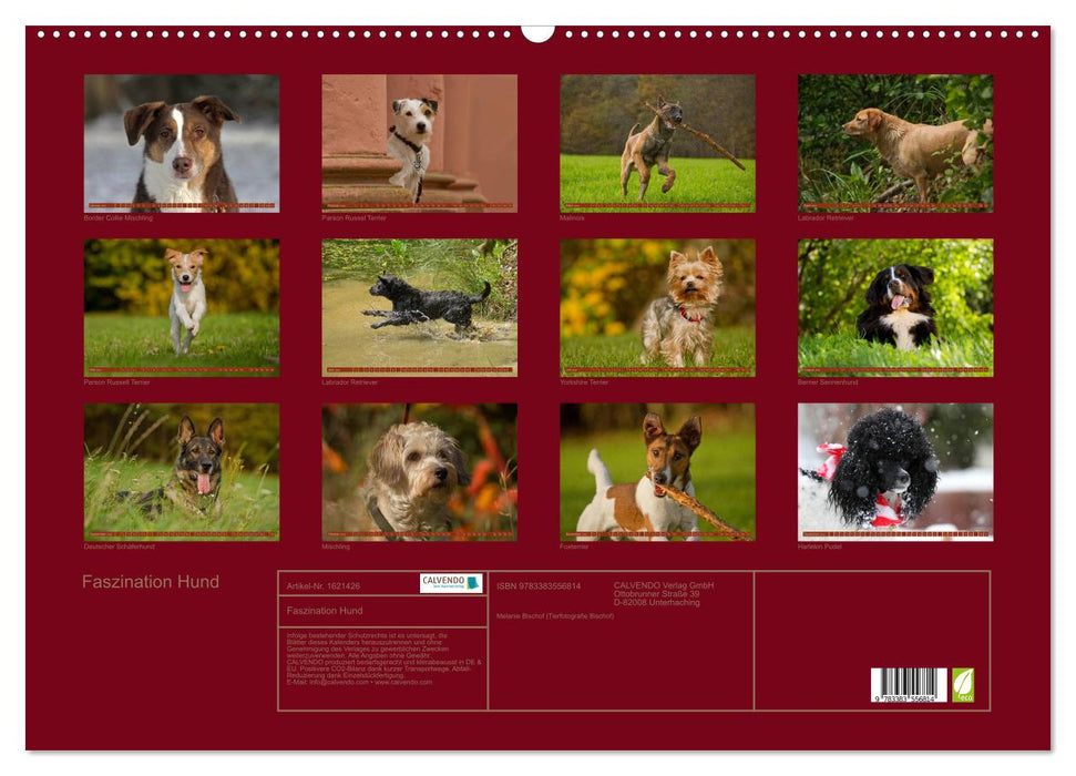 Fascination with dogs (CALVENDO wall calendar 2024) 