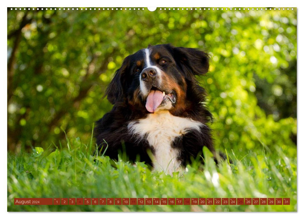 Fascination with dogs (CALVENDO wall calendar 2024) 