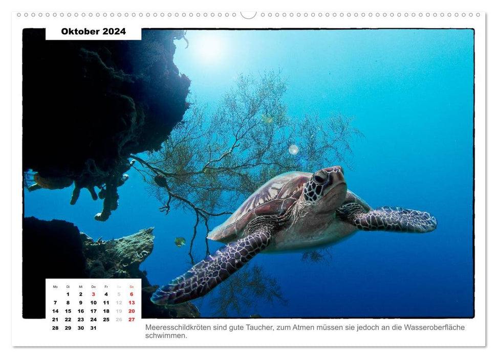 Meeresschildkröten, die Nomaden der Meere (CALVENDO Premium Wandkalender 2024)