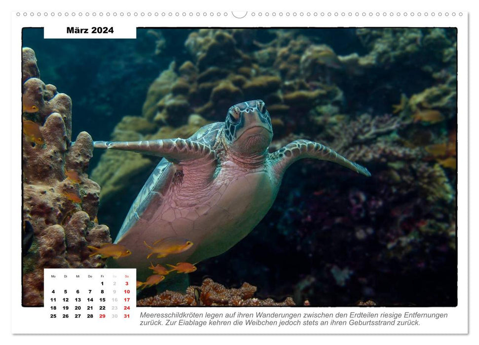 Sea turtles, the nomads of the seas (CALVENDO Premium Wall Calendar 2024) 