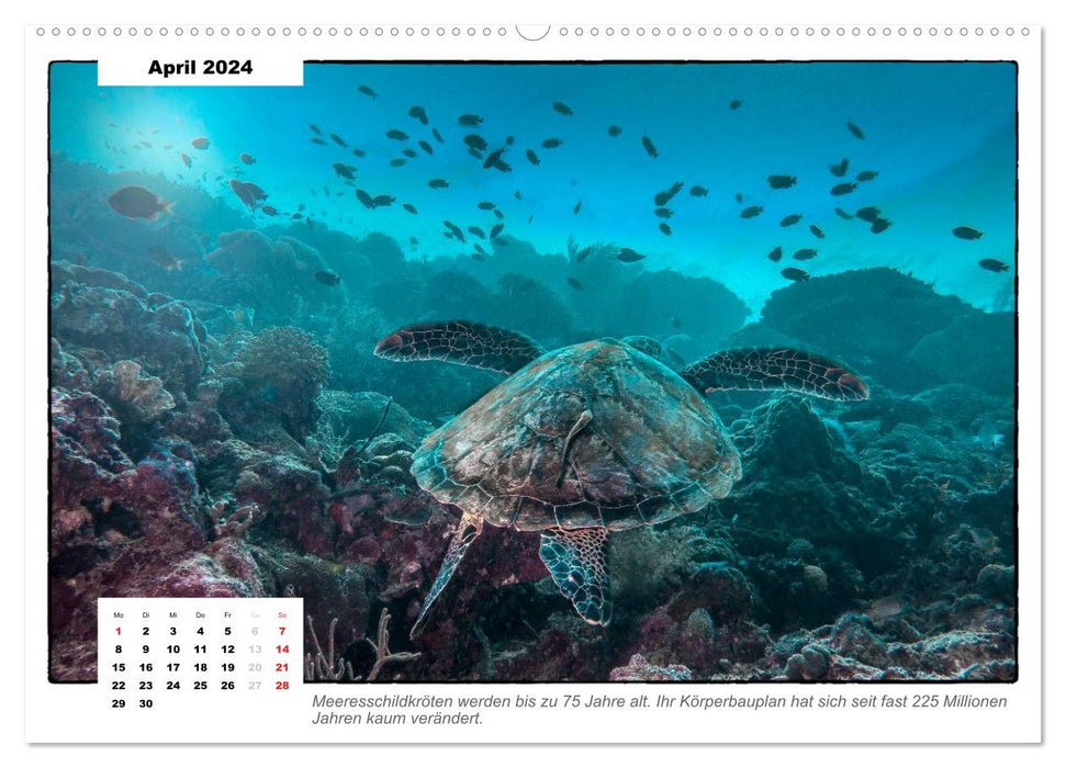 Sea turtles, the nomads of the seas (CALVENDO Premium Wall Calendar 2024) 