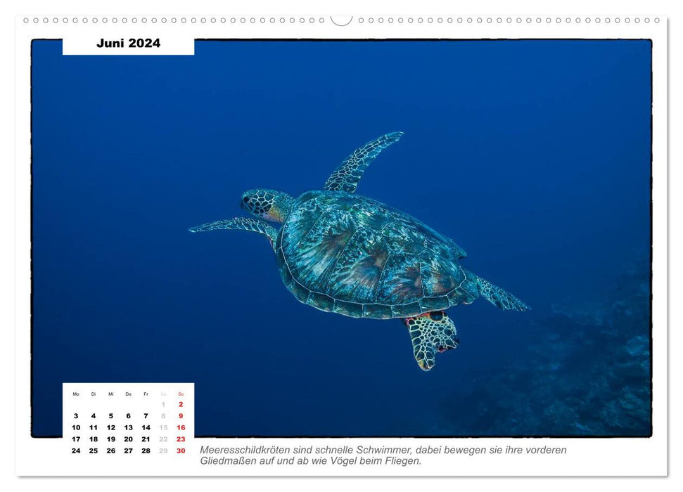 Meeresschildkröten, die Nomaden der Meere (CALVENDO Premium Wandkalender 2024)