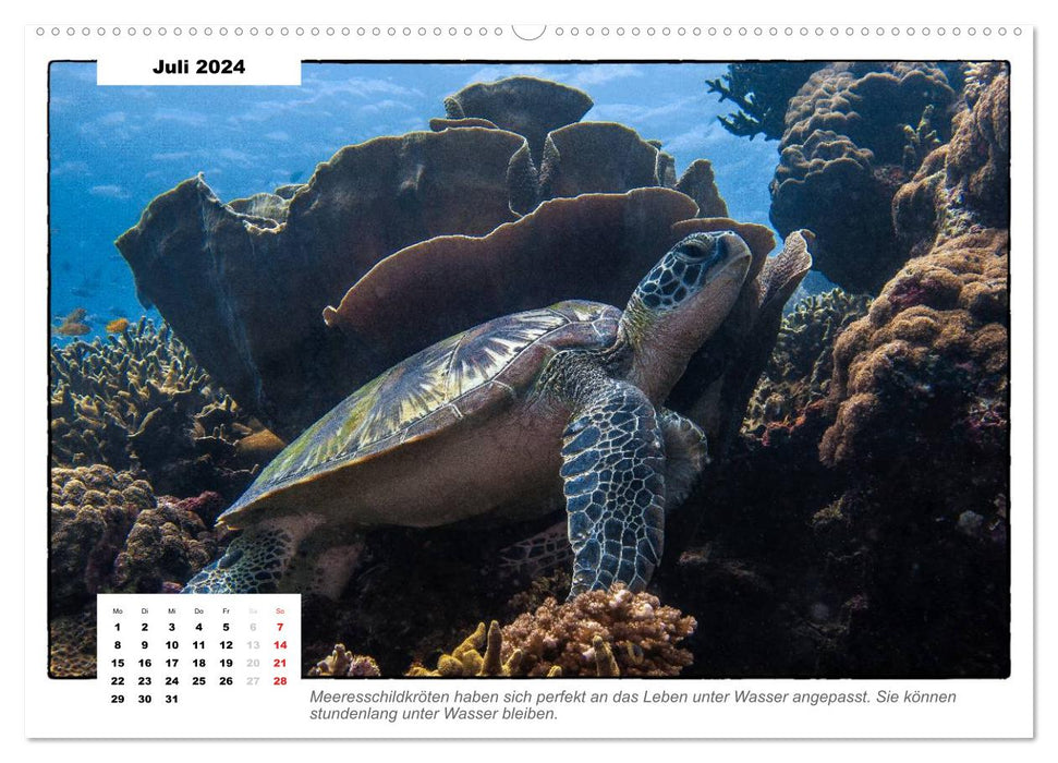 Sea turtles, the nomads of the seas (CALVENDO Premium Wall Calendar 2024) 